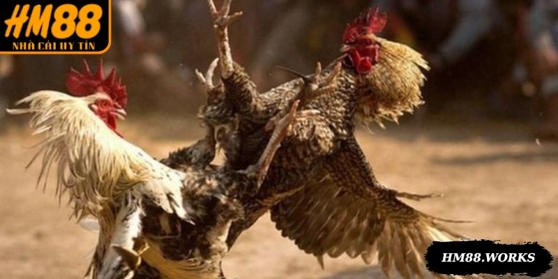 Cựa được làm theo tiêu chuẩn, gia tăng khả năng sát thương