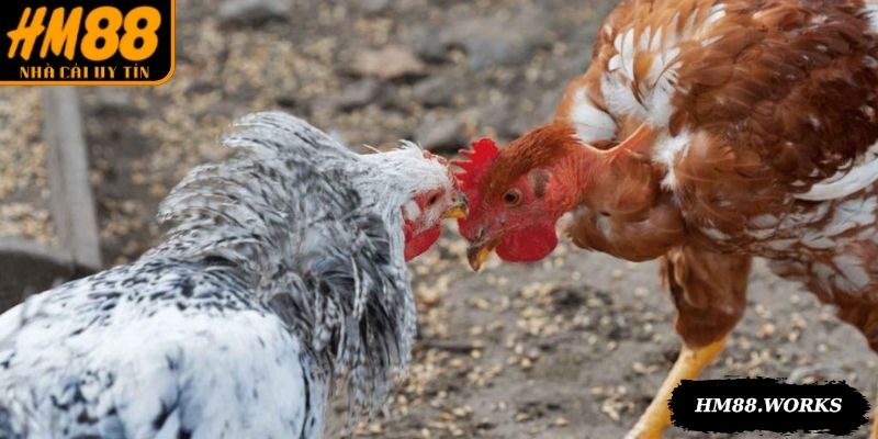 Đá gà cựa dao phản xạ nhanh, chiếm ưu thế trong trận