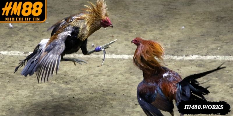 Chiến kê nhỏ nhưng tốc độ ra đòn nhanh và bền bỉ