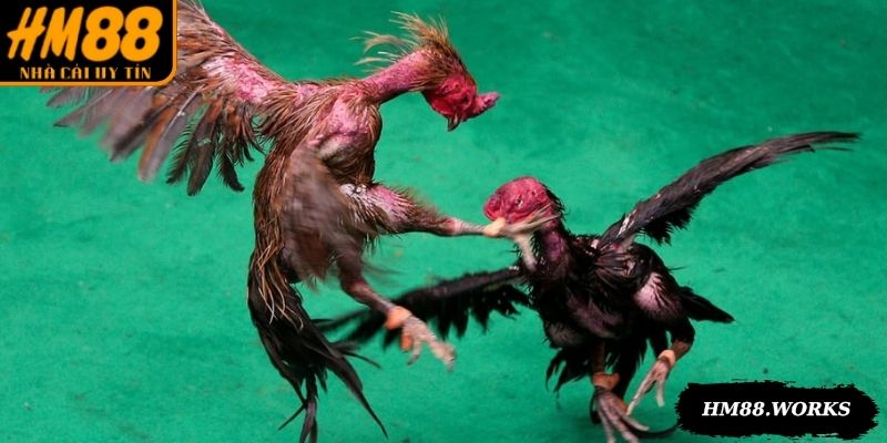 Đá gà tre nhỏ con nhưng nhanh nhẹn, ra đòn dứt khoác