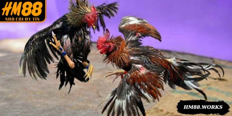 Mỗi thể loại thi đấu có nét đặc trưng và hấp dẫn riêng