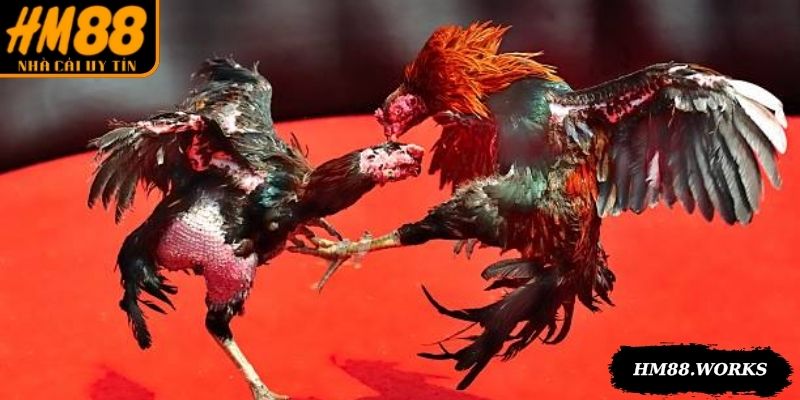 Đá gà trực tiếp hôm nay phát sóng chân thực, nhiều góc máy